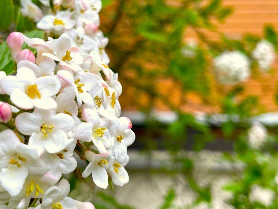 Blumen Vorgarten Einfamilienhaus Stuttgart